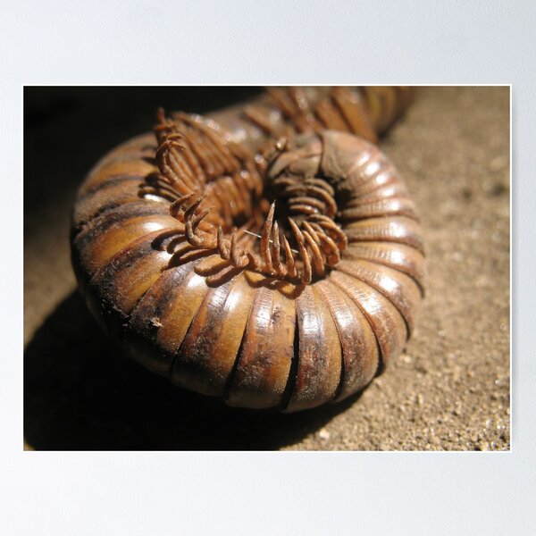 Item preview, Millipede Spiral designed and sold by Amrita Neelakantan.