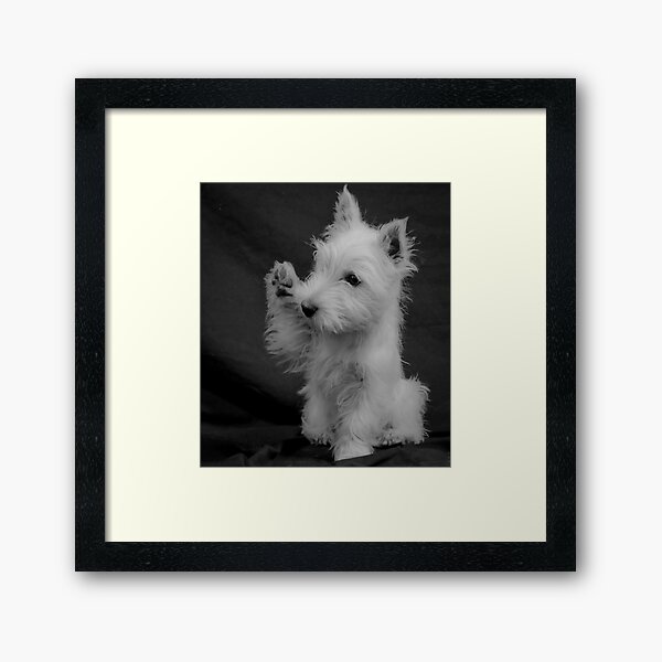 Westie I Framed Art Print