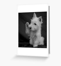 Westie I Greeting Card