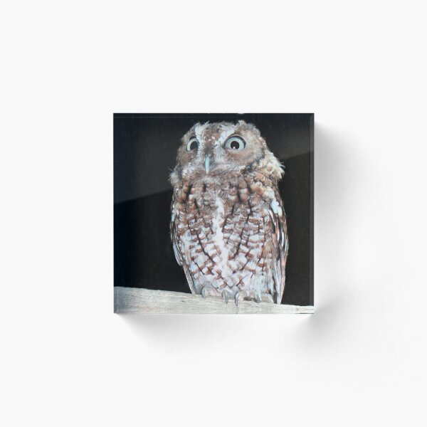 Hoot the Owl Acrylic Block