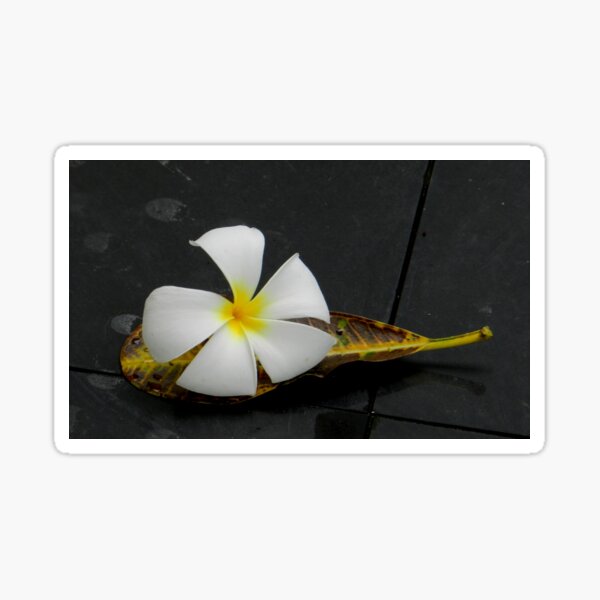 Item preview, Frangipani on leaf designed and sold by sandysartstudio.