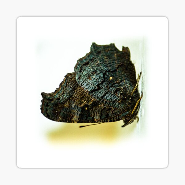butterfly Sticker