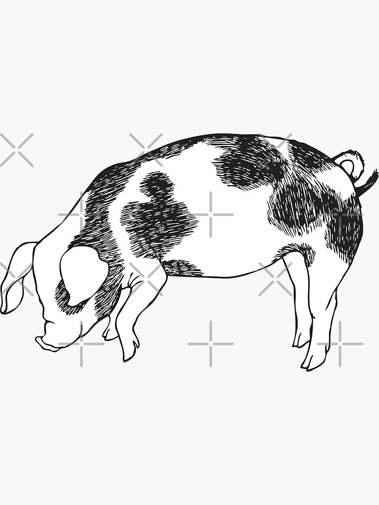 Sticker for Sale avec l'œuvre « Cochon avec des taches de vache encre noire  et blanche style dessiné à la main nez reniflant pour la nourriture porcine  HD Boutique en ligne de