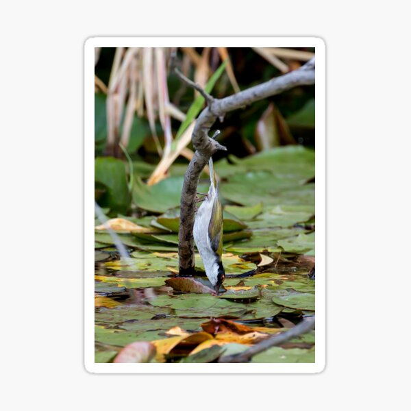 Item preview, White-naped Honeyeater designed and sold by Steve Bass.