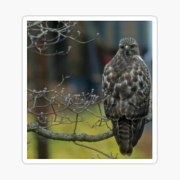 Item preview, 360 Fasinating Hawk designed and sold by kimbarose.