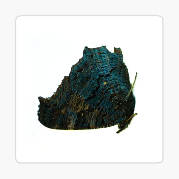 butterfly 2 Sticker
