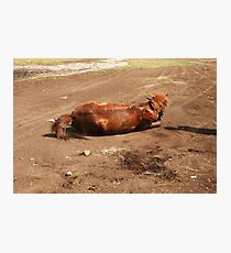 brown horse Fotodruck