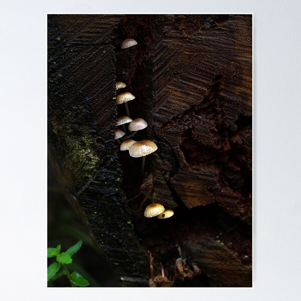 Item preview, Small Fungi sheltering in a tree stump designed and sold by Bev Pascoe.