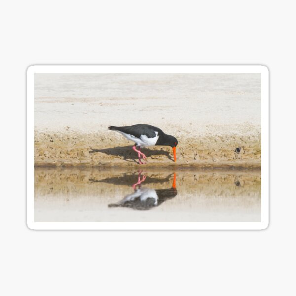 Sunday Snacking Sticker