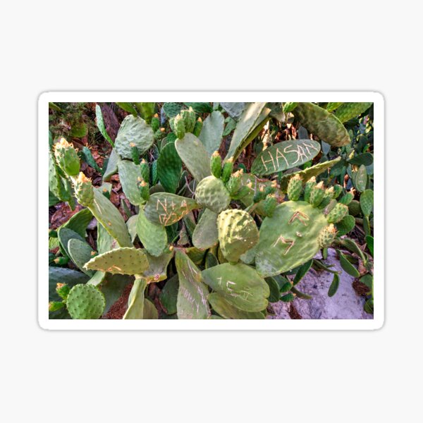 Item preview, Urban Cacti  designed and sold by hawkie.