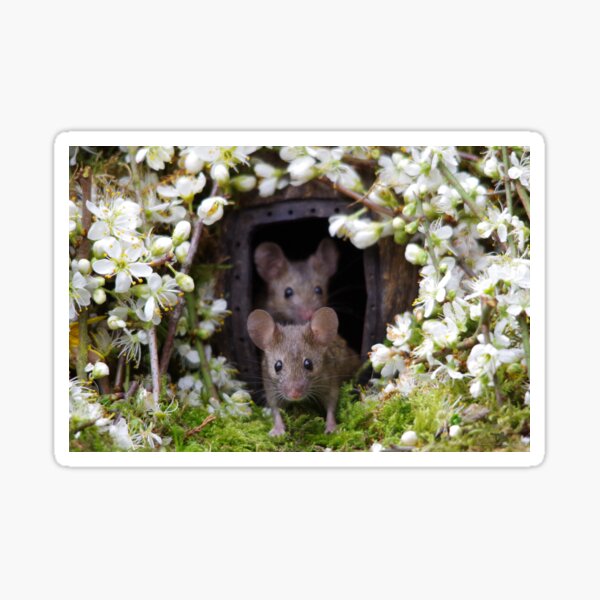 George the mouse in a log pile house - SPRING Sticker