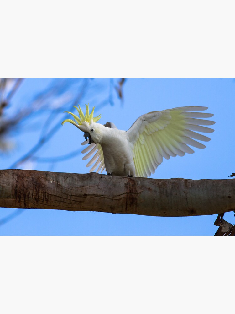 "Sulphur Crested Cockatoo with Attitude" Sticker for Sale by