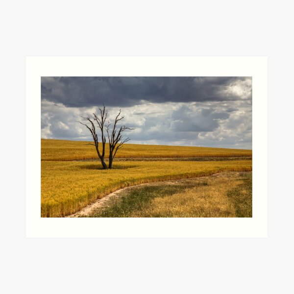 Wheatbelt Art Print