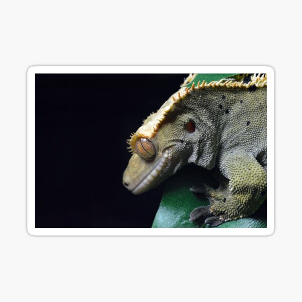 Item preview, Crested Gecko Green designed and sold by LizardSpirit.