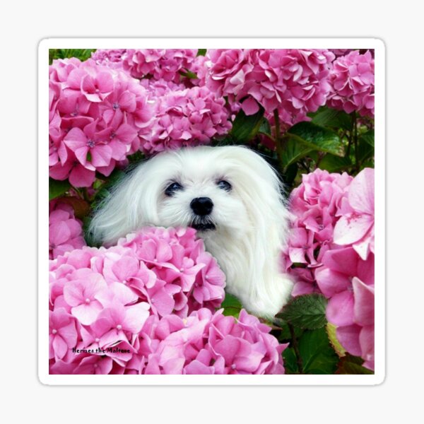 Snowdrop the Maltese - Cheeky Face ! Sticker