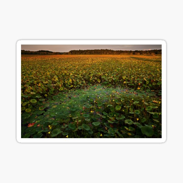 September's Full Lotus landscape Sticker