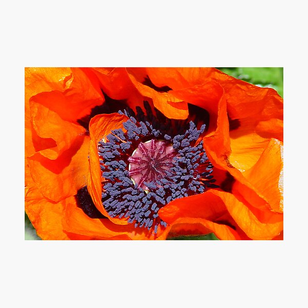 Item preview, Red Orange Poppy in the wild designed and sold by B.L. Thorvilson.