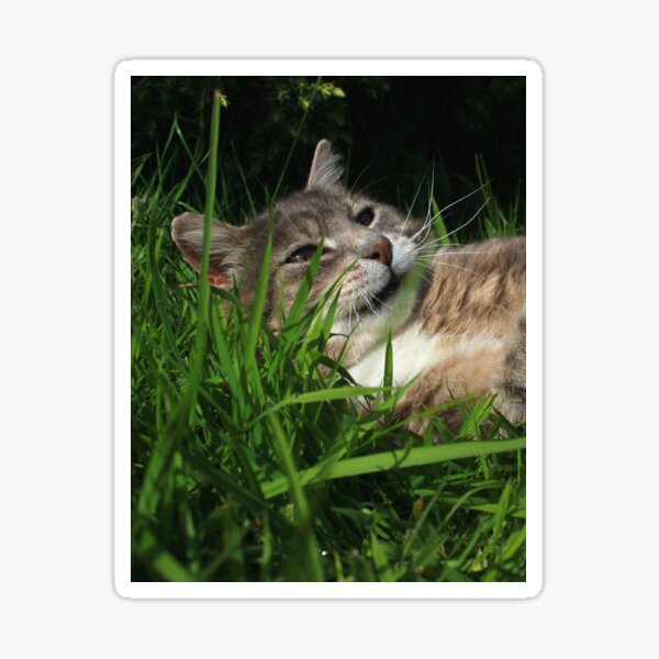 Tabby cat playing with toy mouse Sticker