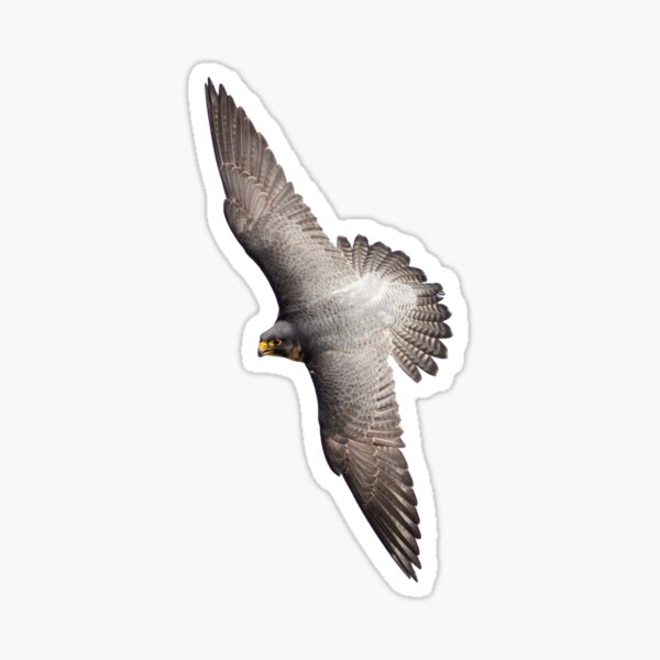 Item preview, Peregrine Falcon designed and sold by shaftinaction.