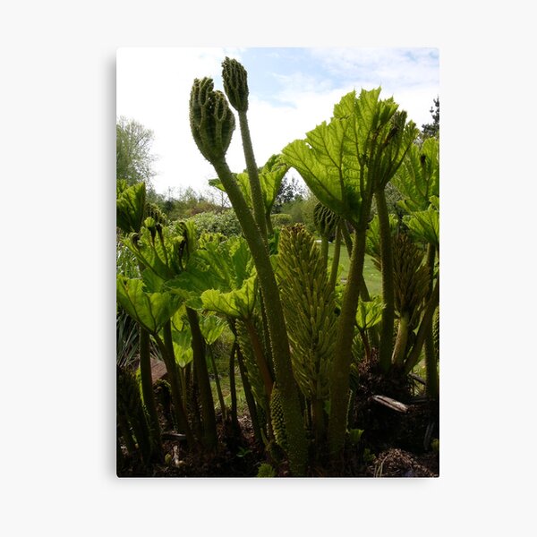 Gunnera Canvas Print