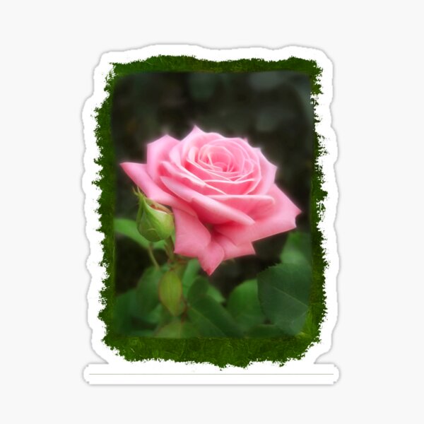 Pink Roses in Anzures 3 Blank P1F0 Sticker
