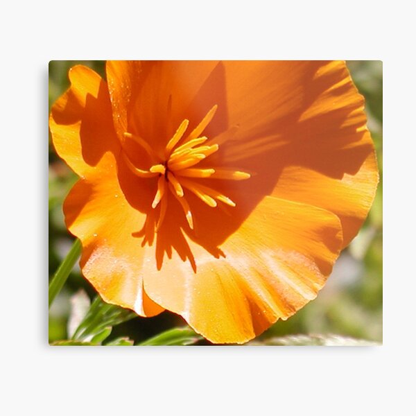 Item preview, Eschscholzia Californica - California Poppy designed and sold by Cupertino.