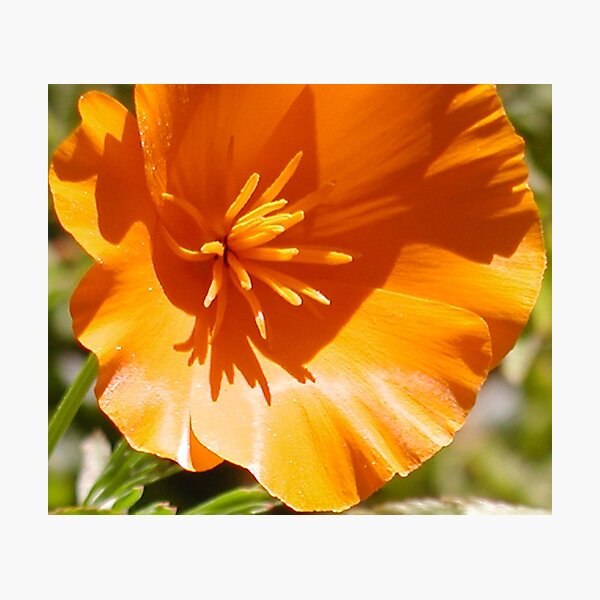 Item preview, Eschscholzia Californica - California Poppy designed and sold by Cupertino.