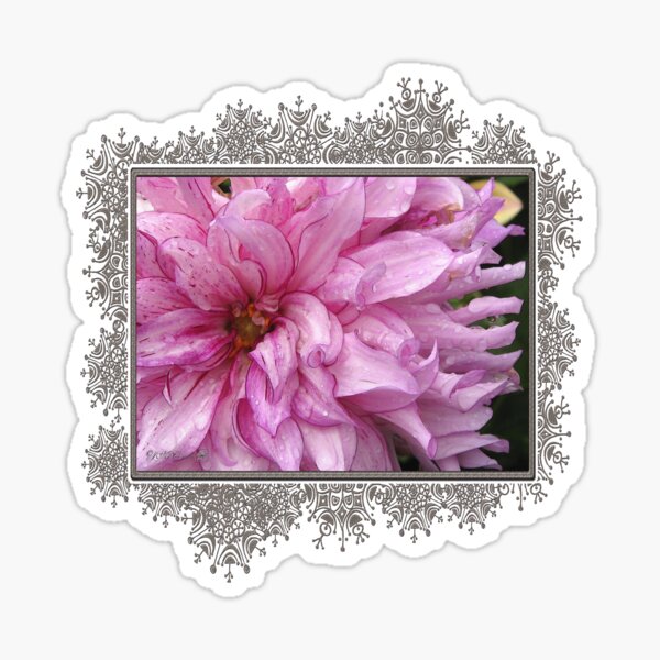 Item preview, Dahlia named Annette C designed and sold by JMcCombie.