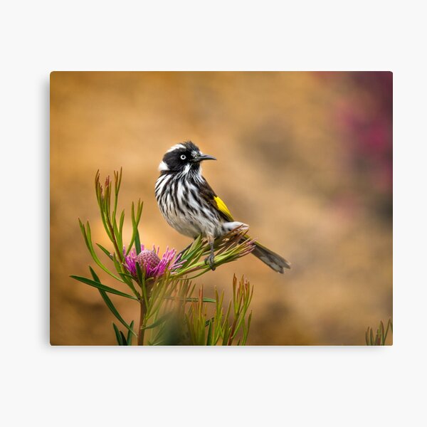 New Holland on Isopogon Metal Print