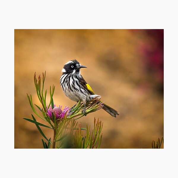 Item preview, New Holland on Isopogon designed and sold by Jennie  Stock.
