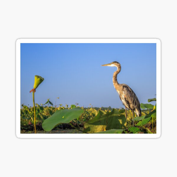 Great Blue Lotus Sticker