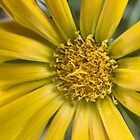 «Pétalos Amarillos, Centro Amarillo. en macro» de Justine Walke