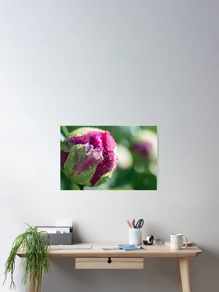 Thumbnail 2 of 3, Poster, Pink Flower designed and sold by SoulMatesPhoto.