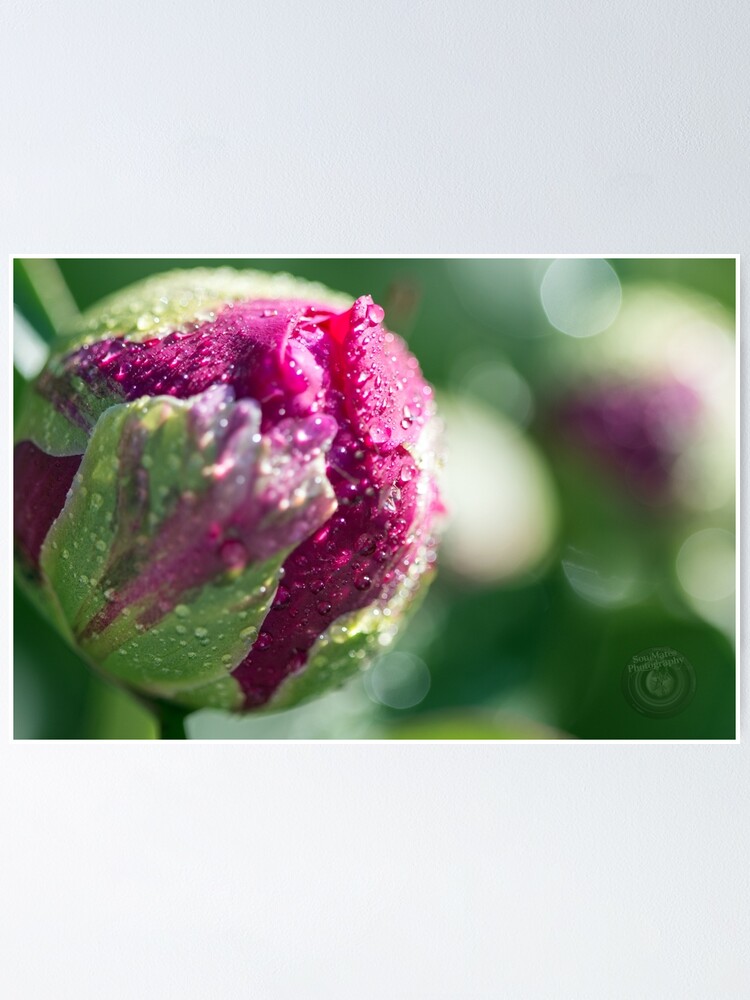 Thumbnail 1 of 3, Poster, Pink Flower designed and sold by SoulMatesPhoto.