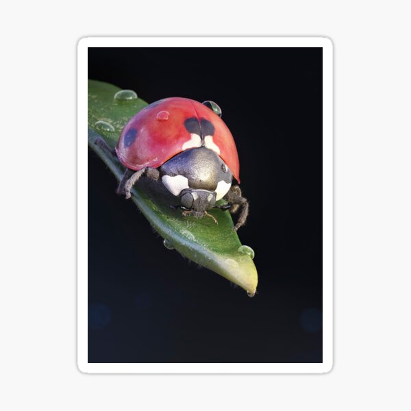 Item preview, Ladybug Journey designed and sold by modernagestudio.