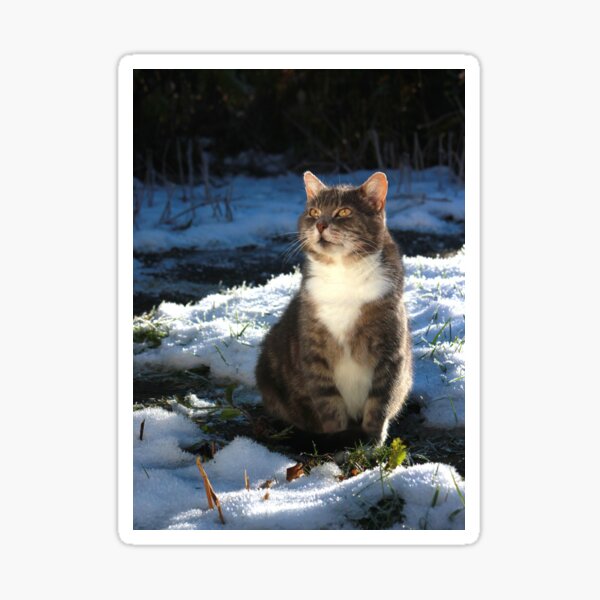 Winter cat Sticker