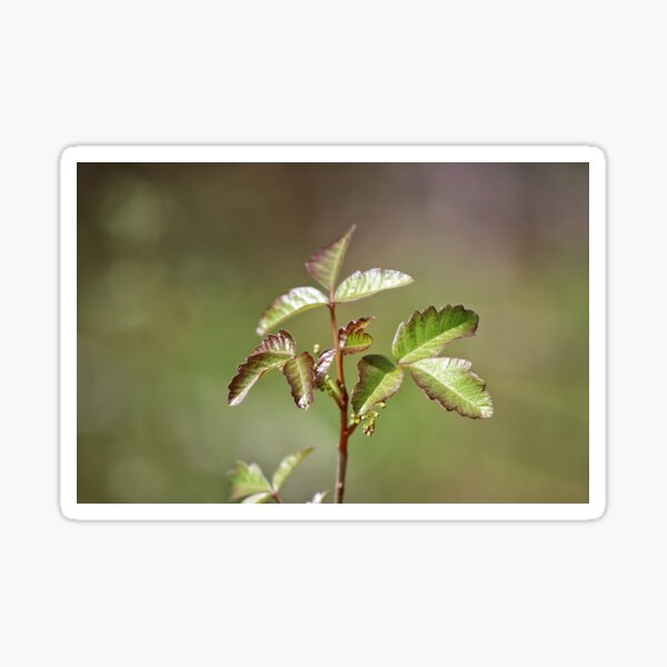 Poison Oak Sticker