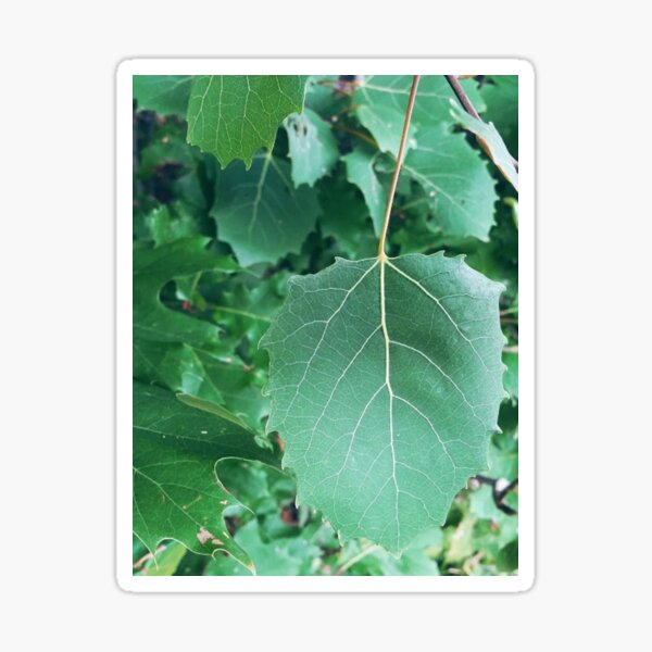 Simple Beauty in Boothbay: Leaves Sticker