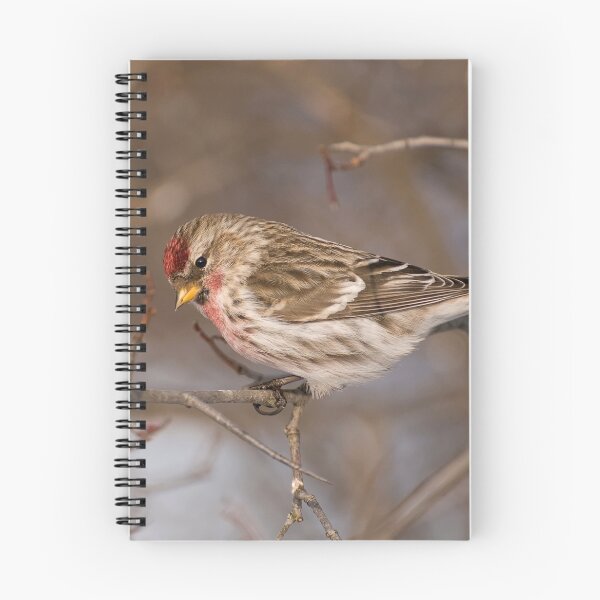 Item preview, Male Common Redpoll - Shirley's Bay, Ottawa, Ontario designed and sold by Tracey  Dryka.