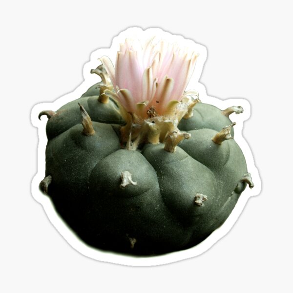 Peyote Sticker