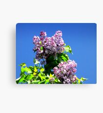 Lilac And Blue Canvas Print