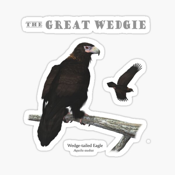 Wedge-tailed Eagle Sticker