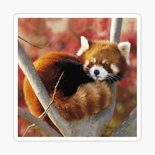 Red Panda Sticker By Sandystrunk Redbubble