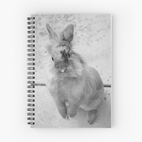 Item preview, Rabbit Photo designed and sold by ejrphotography.