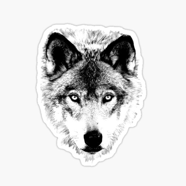 Wolf Face. Digital Wildlife Image. Sticker