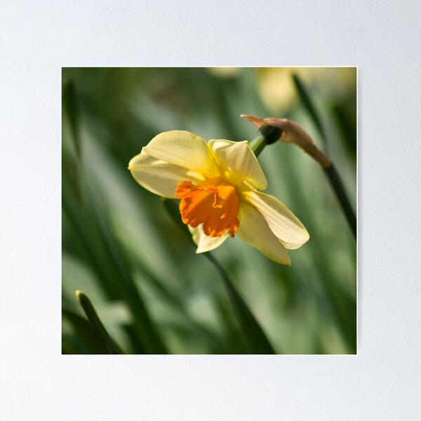 Item preview, Daffy-down-dilly  designed and sold by HelenBeresford.
