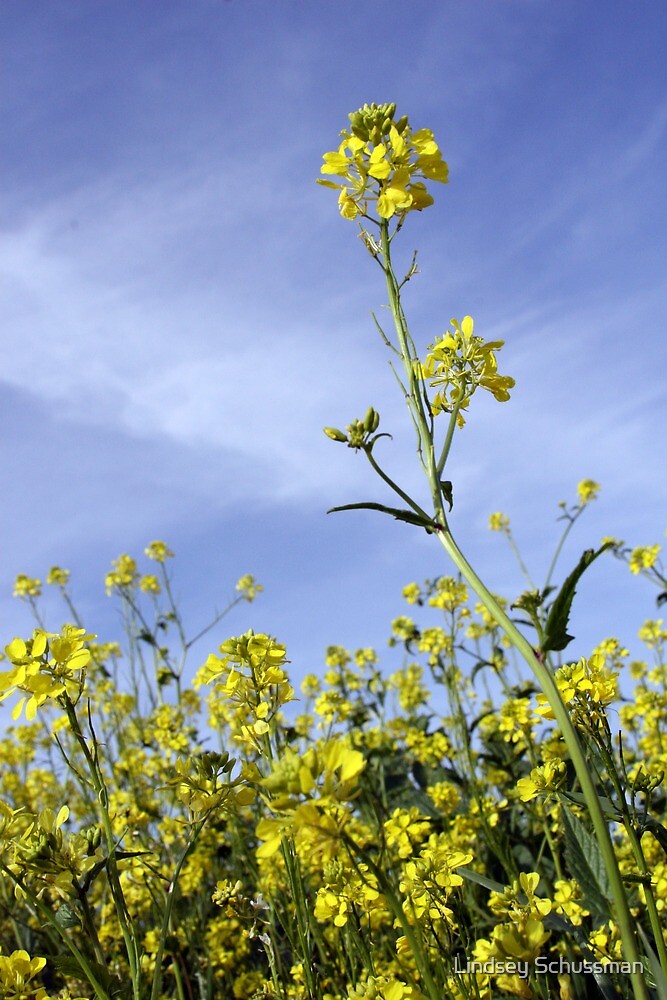 "Hay Field. Yellow blooming flowers, Queen Creek, AZ." by Lindsey