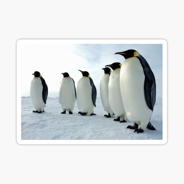 Lined up Emperor Penguins Sticker