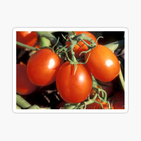 Item preview, Red Tomatoes  designed and sold by BravuraMedia.