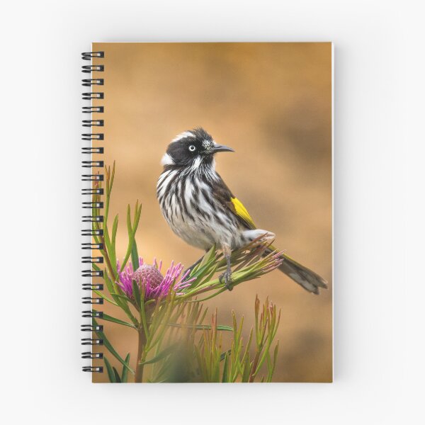 Item preview, New Holland on Isopogon designed and sold by Jennie  Stock.